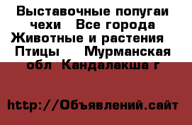 Выставочные попугаи чехи - Все города Животные и растения » Птицы   . Мурманская обл.,Кандалакша г.